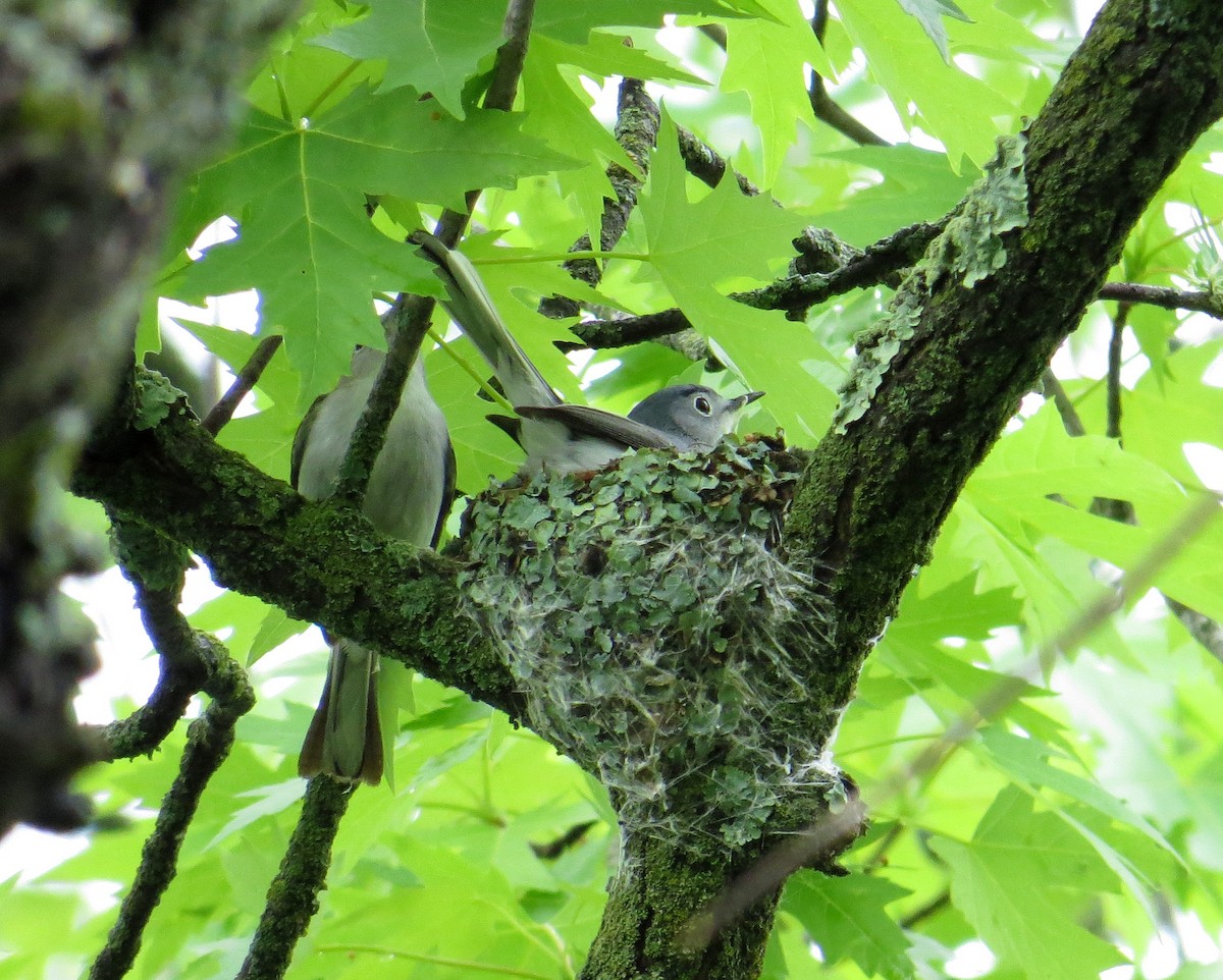 Blue-gray Gnatcatcher - Pam Campbell