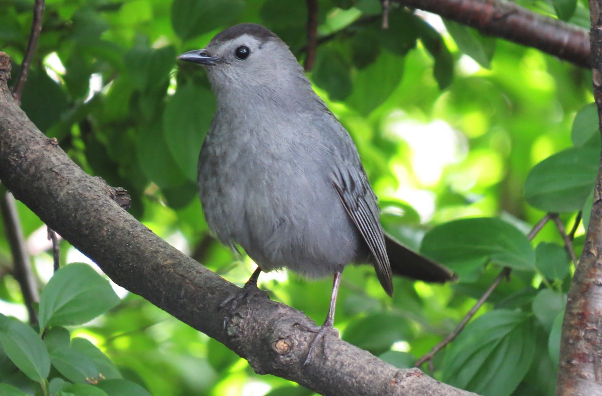 Gray Catbird - shelley seidman