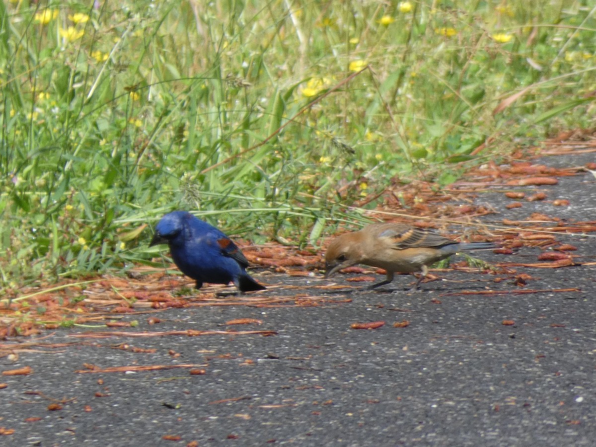 Blue Grosbeak - ML619359298