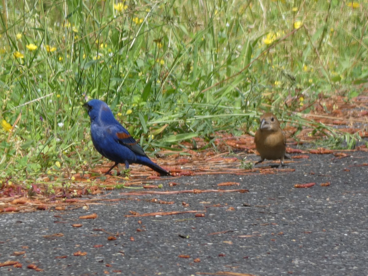 Blue Grosbeak - Cris A