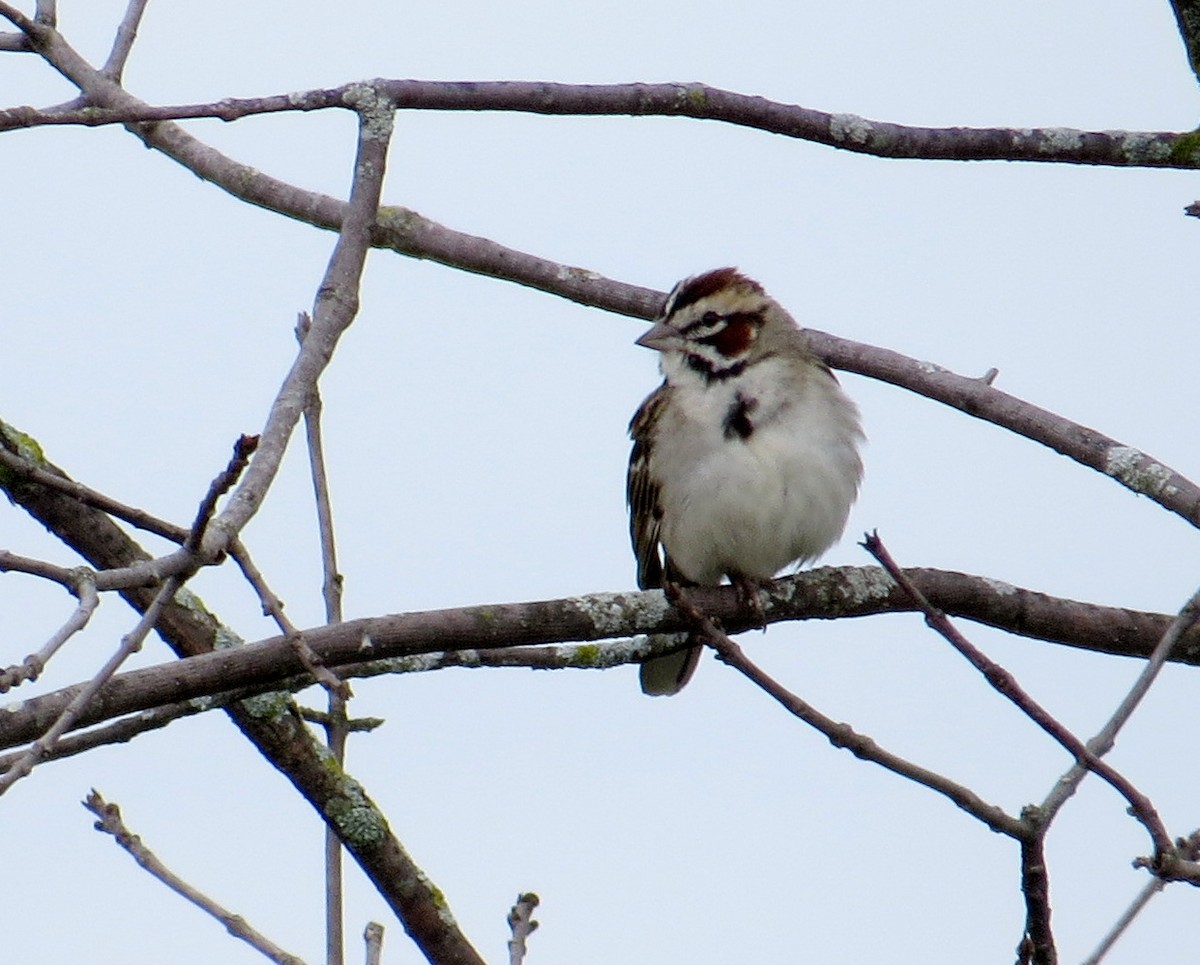 Lark Sparrow - Pam Campbell