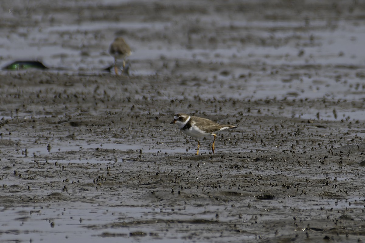 Semipalmated Plover - George Roussey