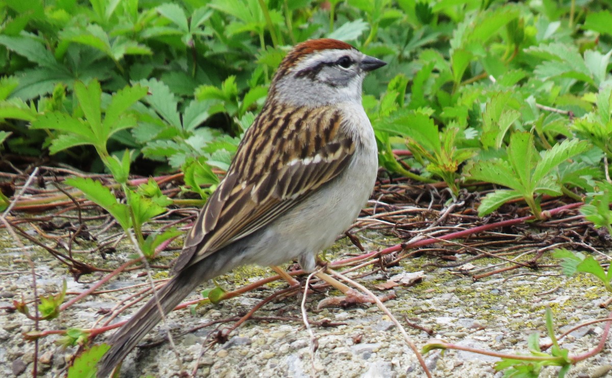 Chipping Sparrow - shelley seidman