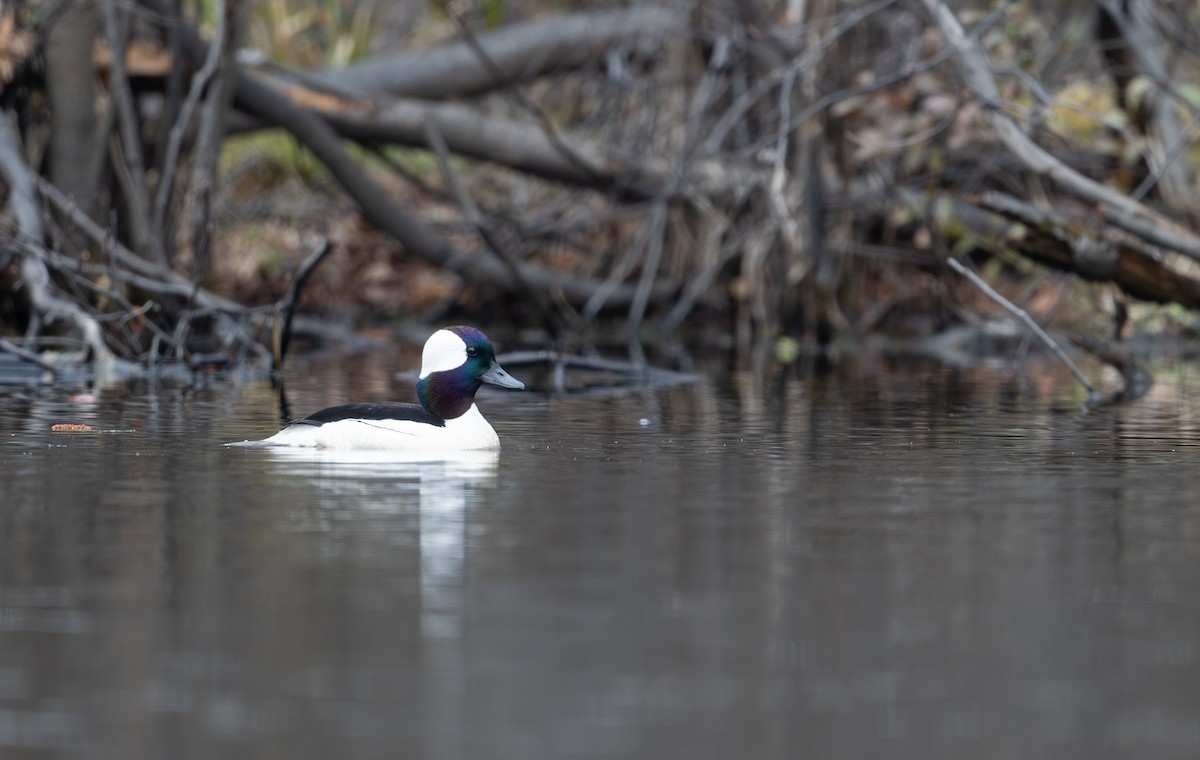 Bufflehead - ML619359324