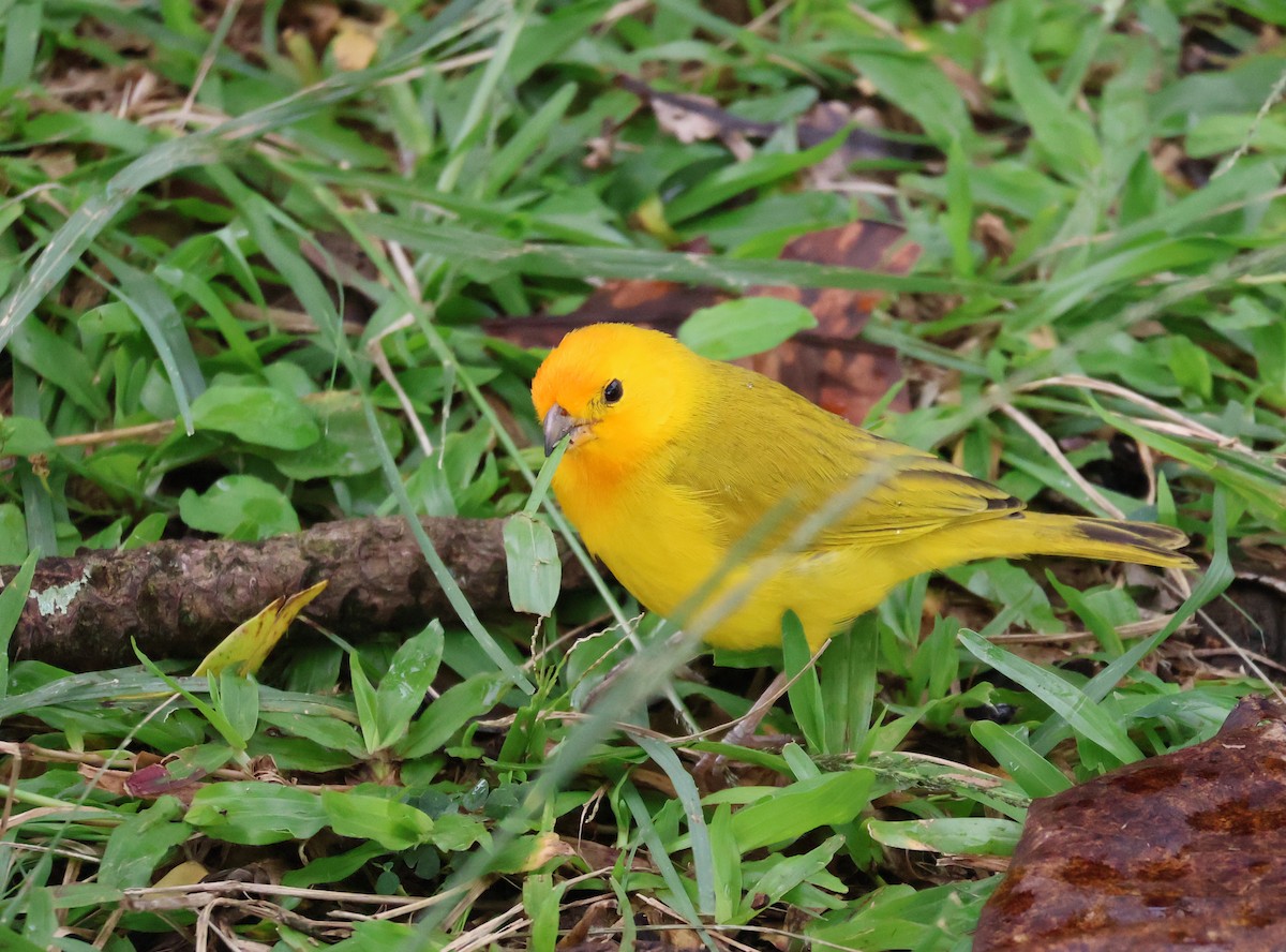 Saffron Finch - ML619359328