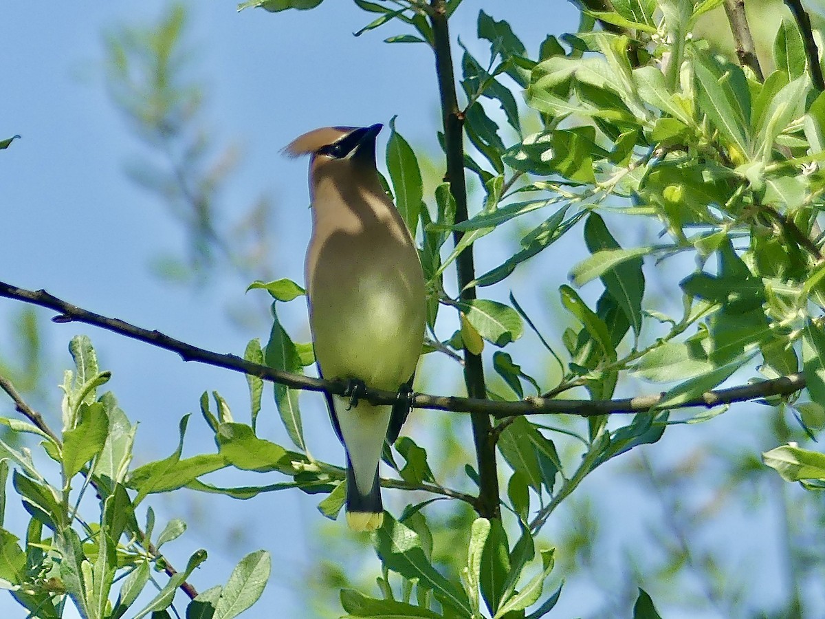 Cedar Waxwing - ML619359342