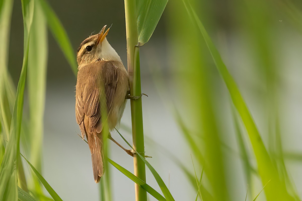 Black-browed Reed Warbler - Sergio Porto