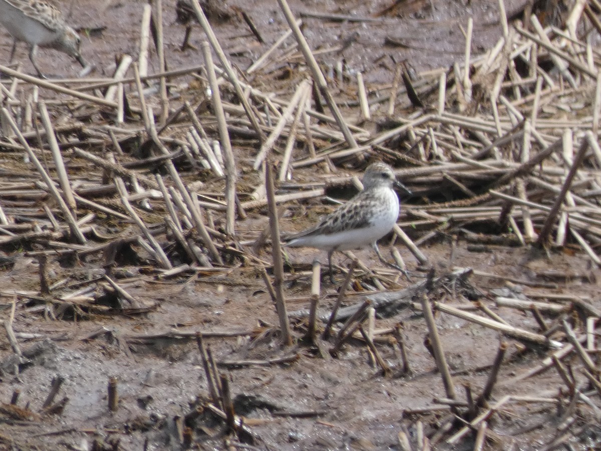 Semipalmated Sandpiper - Cris A