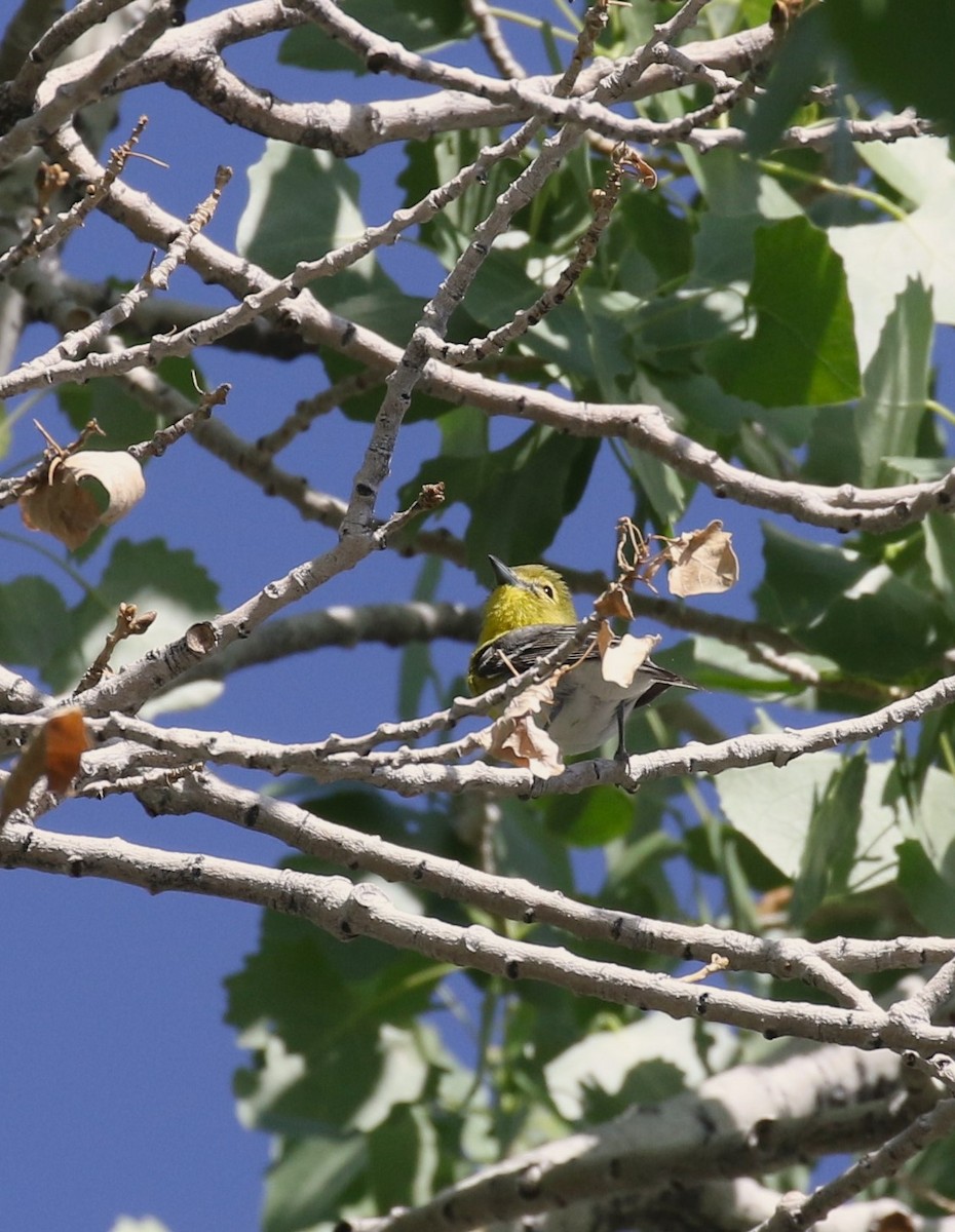 Yellow-throated Vireo - Nancy Overholtz