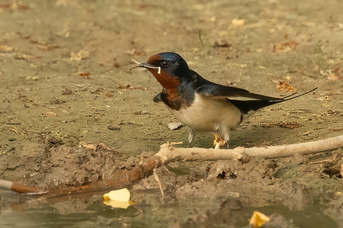 Barn Swallow - Sergio Porto