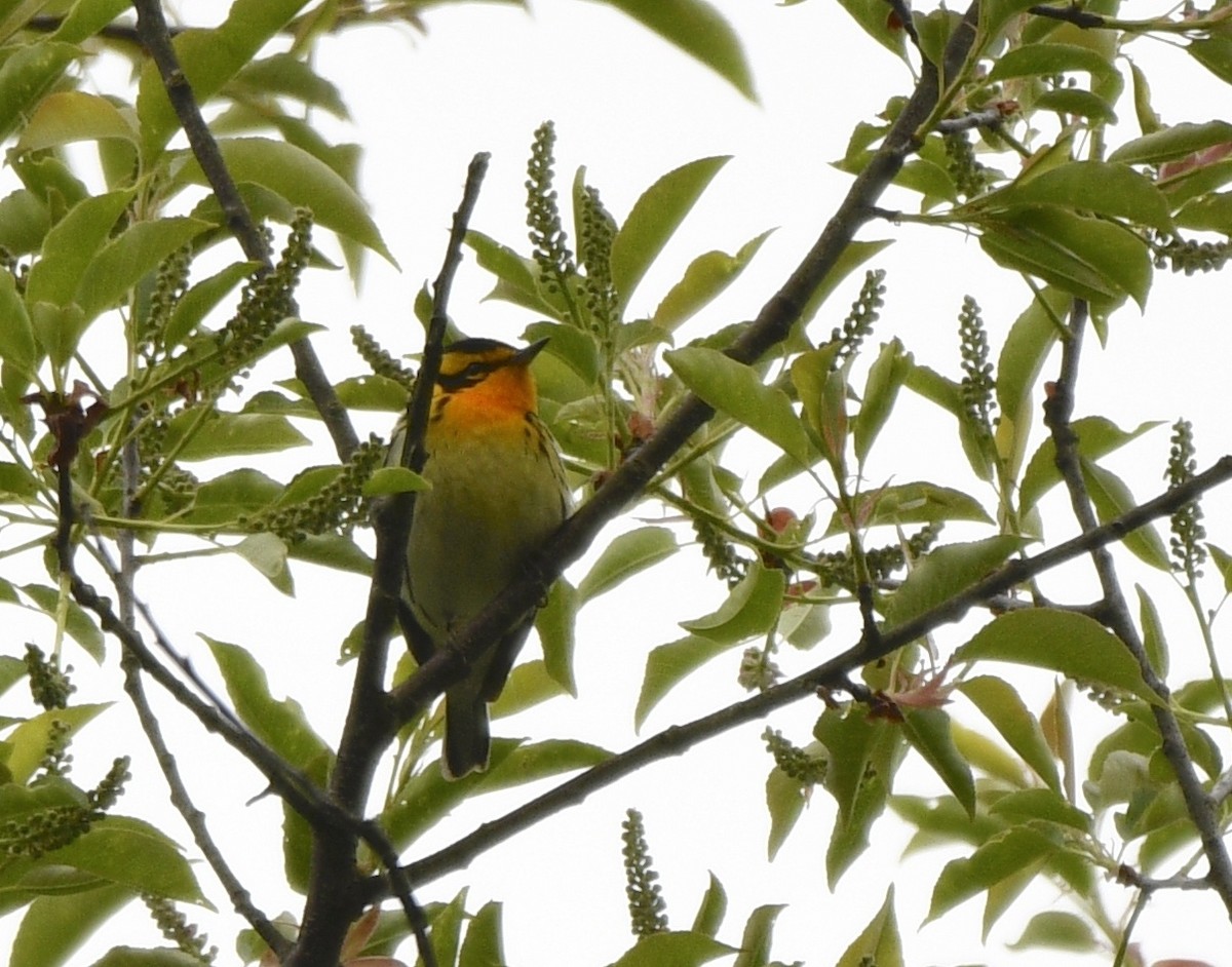 Blackburnian Warbler - Claudia C