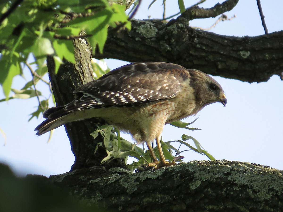 Red-shouldered Hawk - Tim Carney