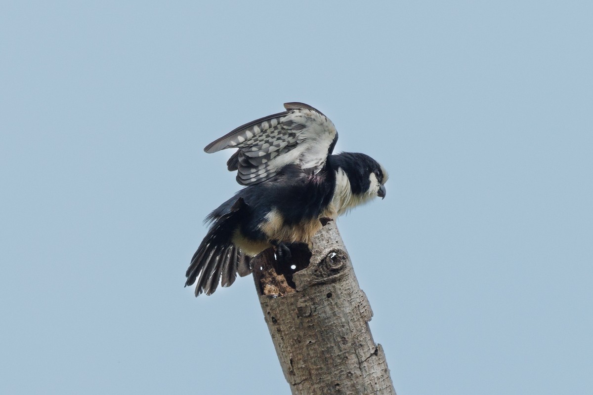 White-fronted Falconet - Neil Broekhuizen