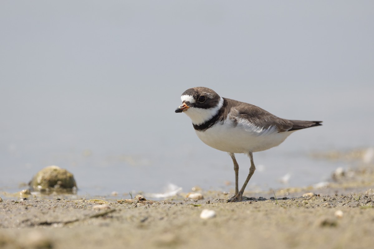 Semipalmated Plover - Kalvin Chan