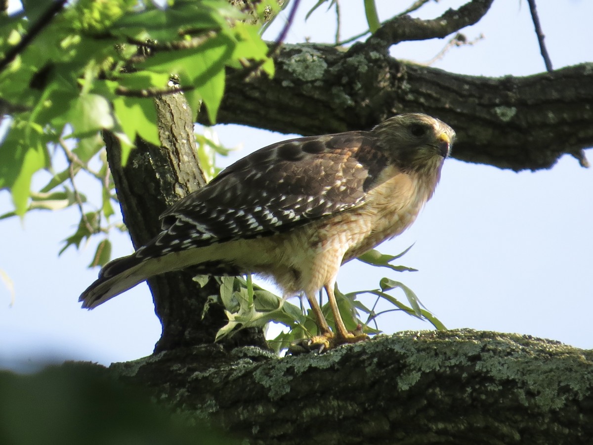 Red-shouldered Hawk - ML619359386