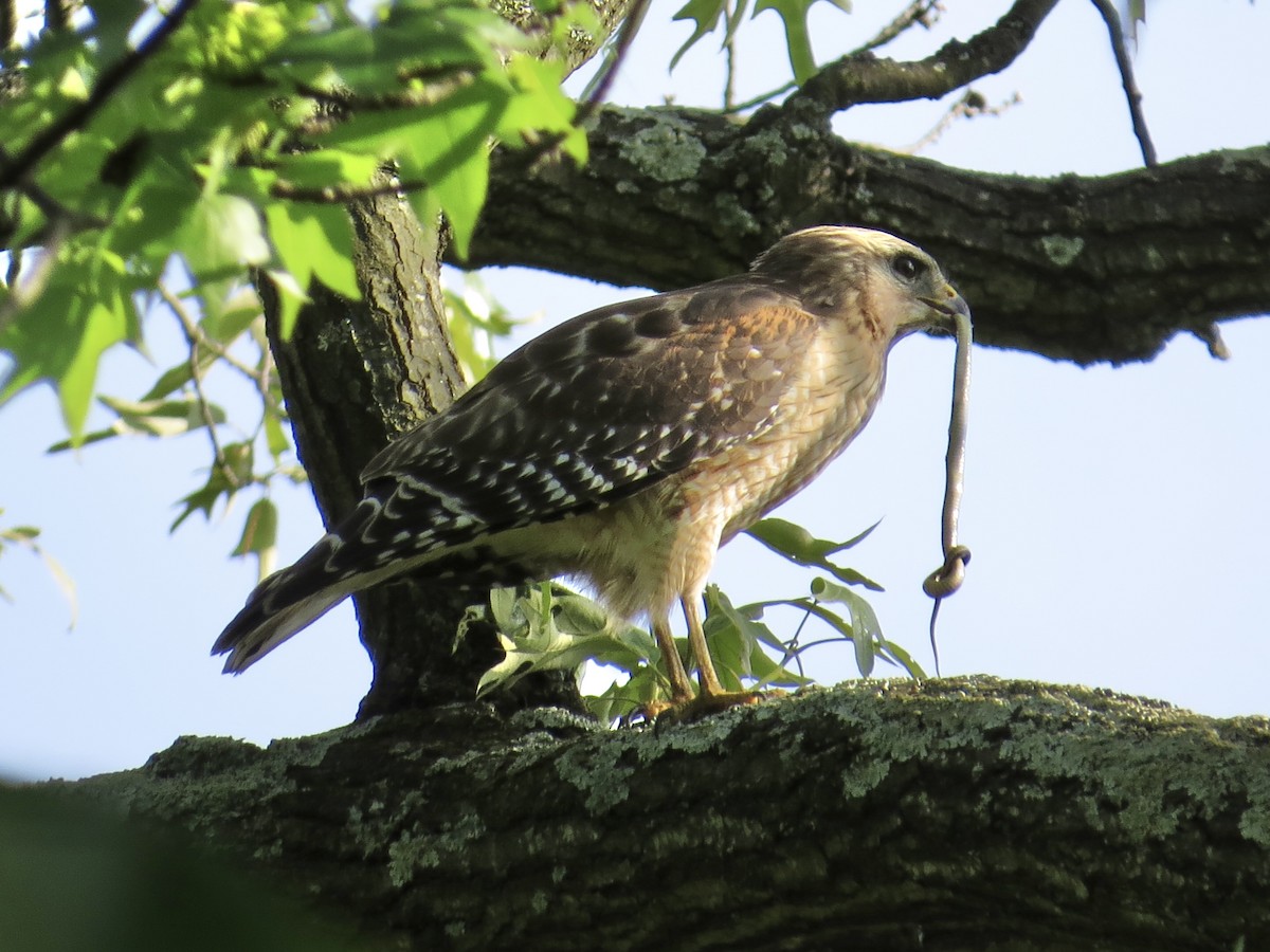 Red-shouldered Hawk - ML619359387