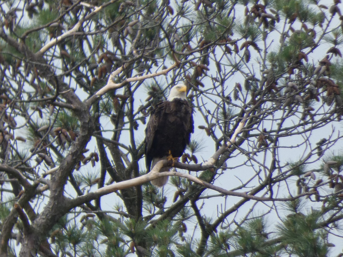 Bald Eagle - Cris A