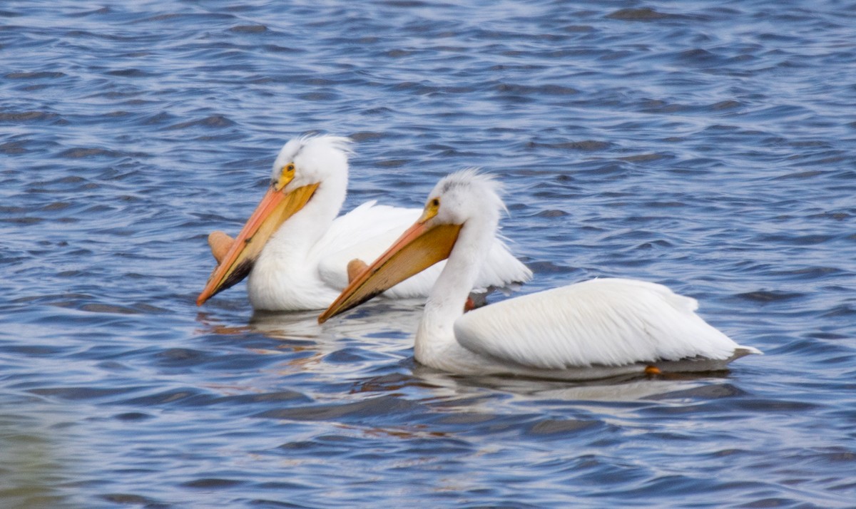 American White Pelican - CARLA DAVIS