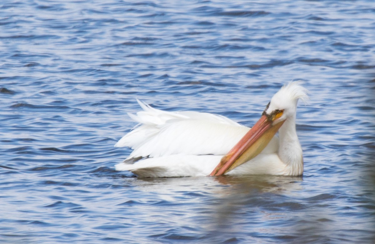American White Pelican - CARLA DAVIS
