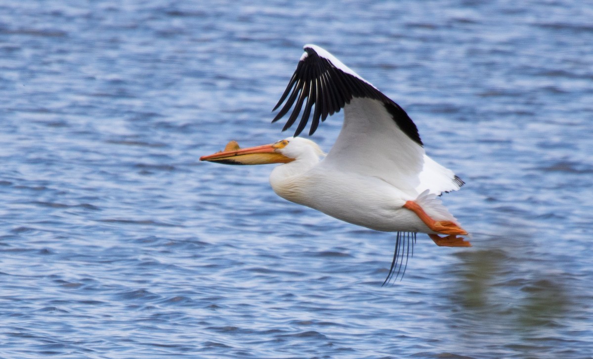 American White Pelican - CARLA DAVIS