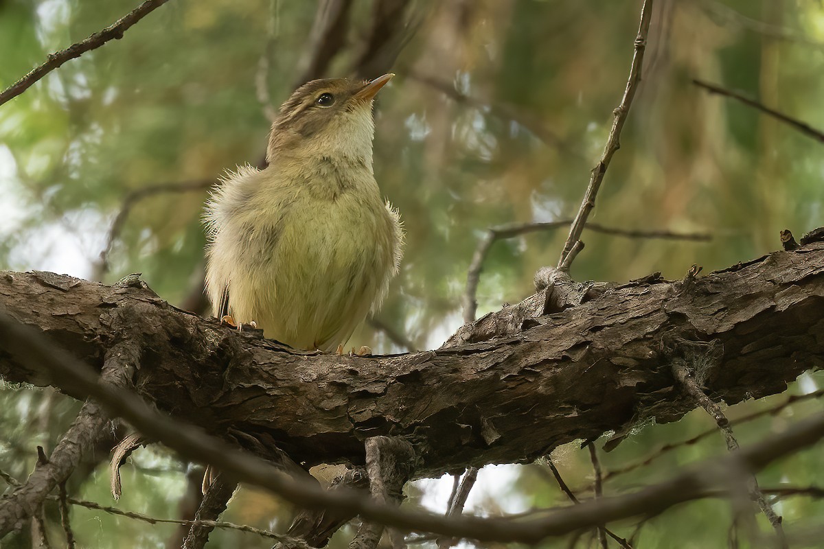 Arctic Warbler - ML619359427