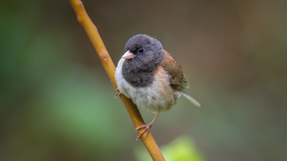 Dark-eyed Junco (Oregon) - ML619359441