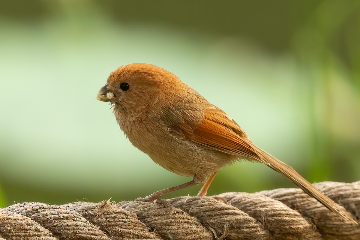 Vinous-throated Parrotbill - Sergio Porto