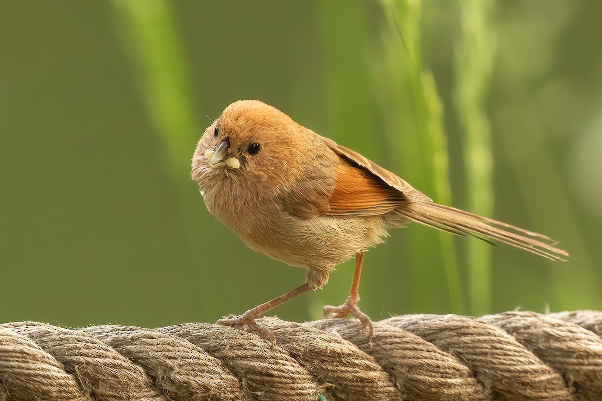 Vinous-throated Parrotbill - Sergio Porto