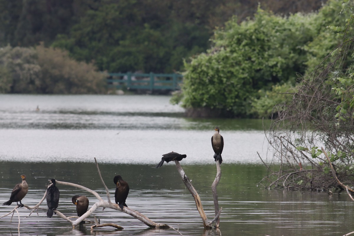 Neotropic Cormorant - ML619359450