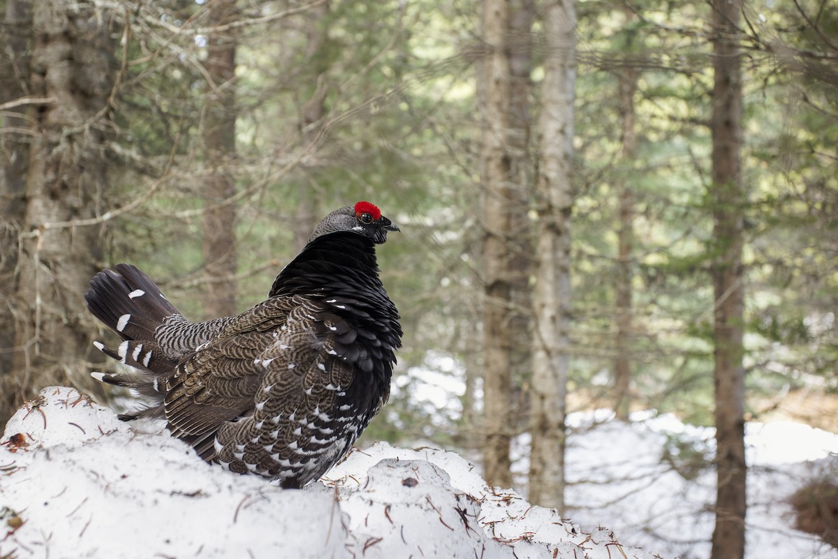 Spruce Grouse (Franklin's) - Blair Dudeck