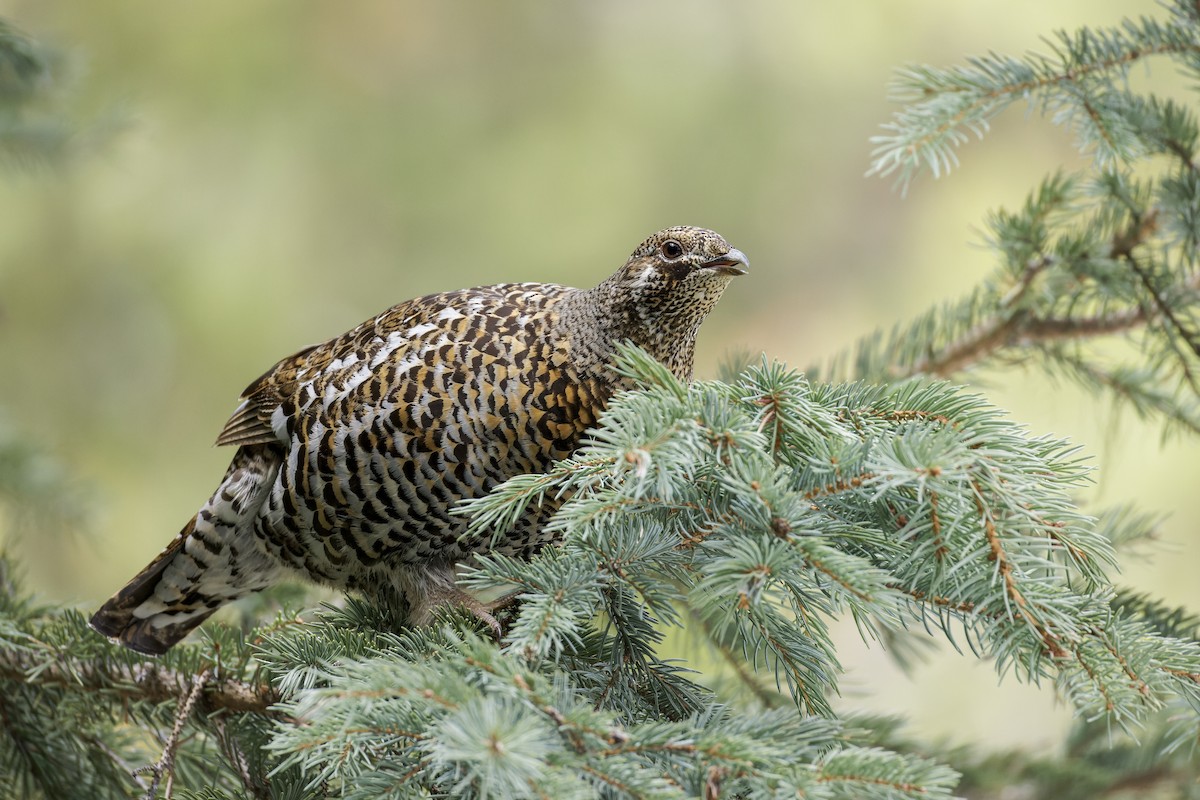 Spruce Grouse (Franklin's) - ML619359466