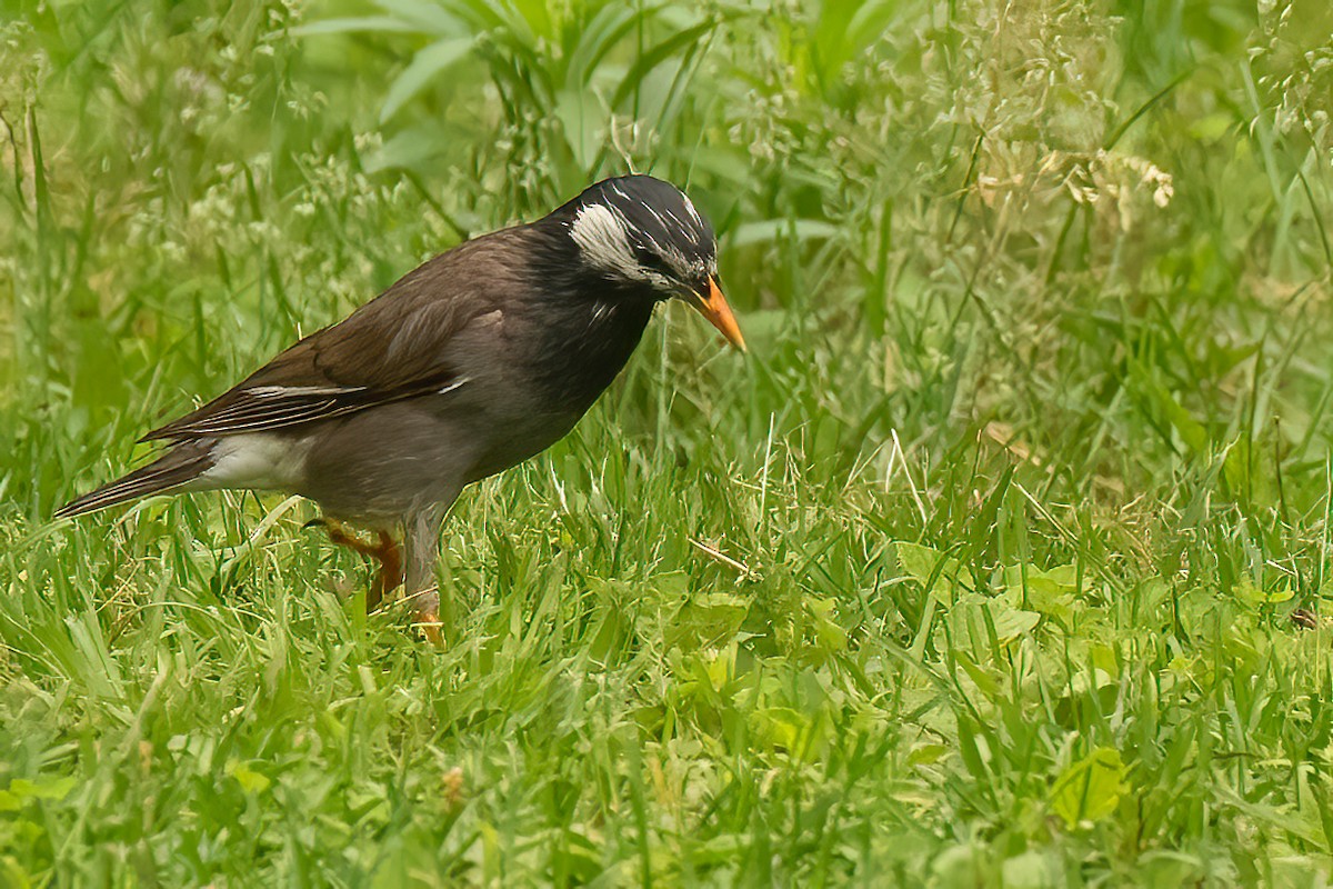 White-cheeked Starling - ML619359488