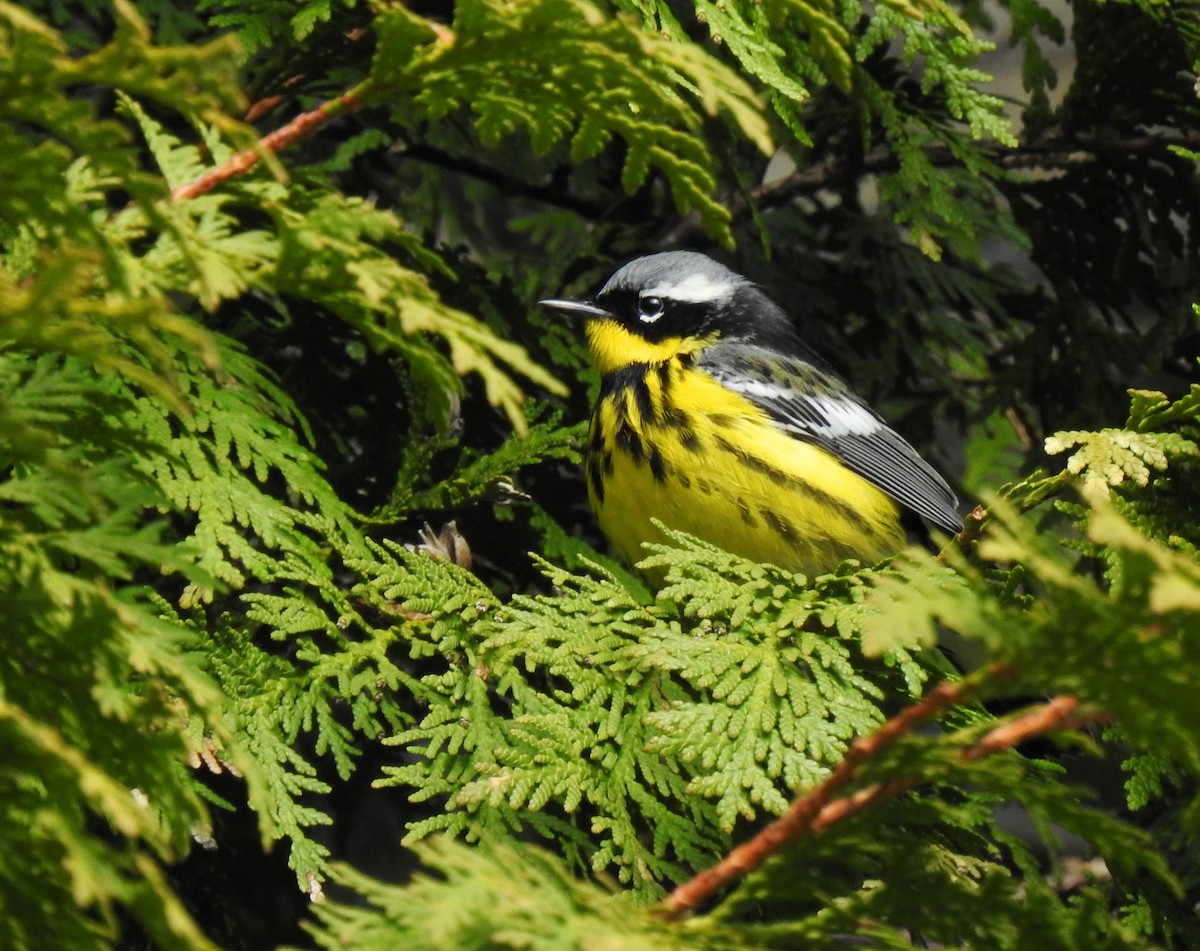 Magnolia Warbler - ML619359497