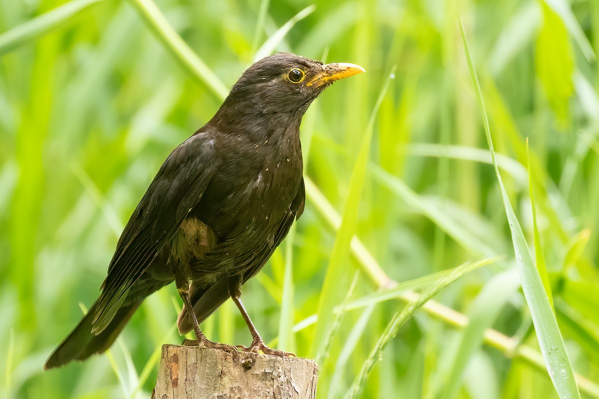 Chinese Blackbird - ML619359500