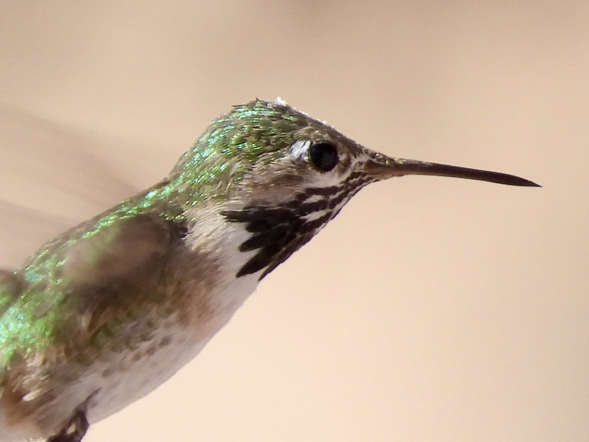 Calliope Hummingbird - Bill Lisowsky