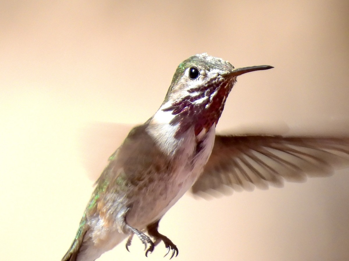 Calliope Hummingbird - Bill Lisowsky