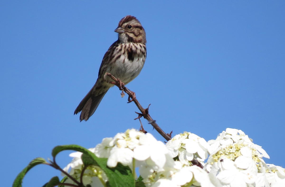 Song Sparrow - shelley seidman