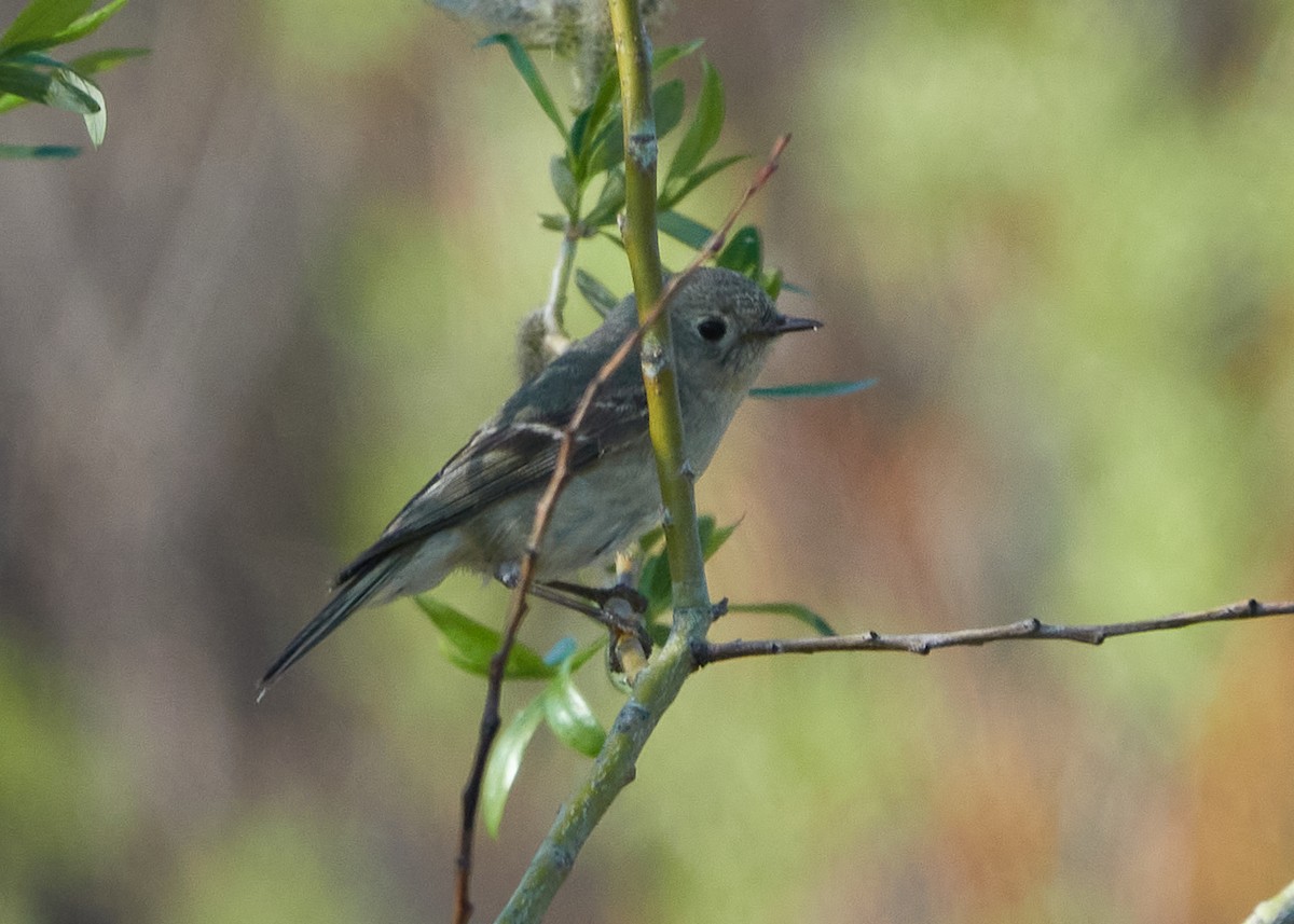 Hammond's Flycatcher - Evan Thomas