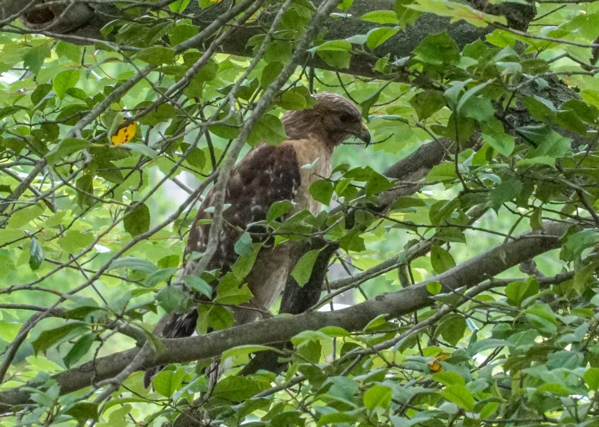 Red-shouldered Hawk - Shawn Pfautsch