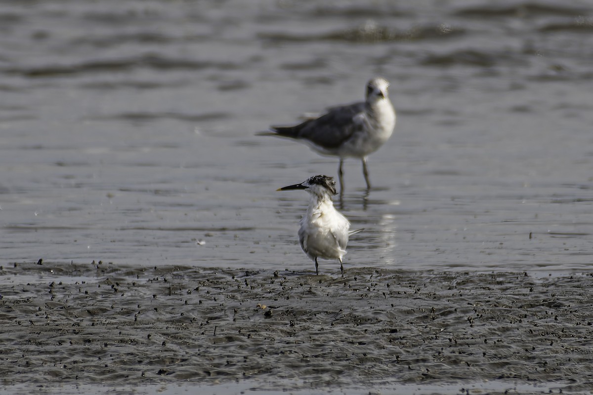 Sandwich Tern - George Roussey