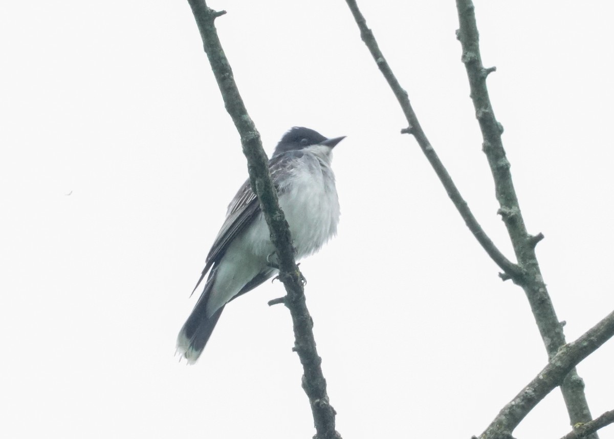 Eastern Kingbird - Shawn Pfautsch