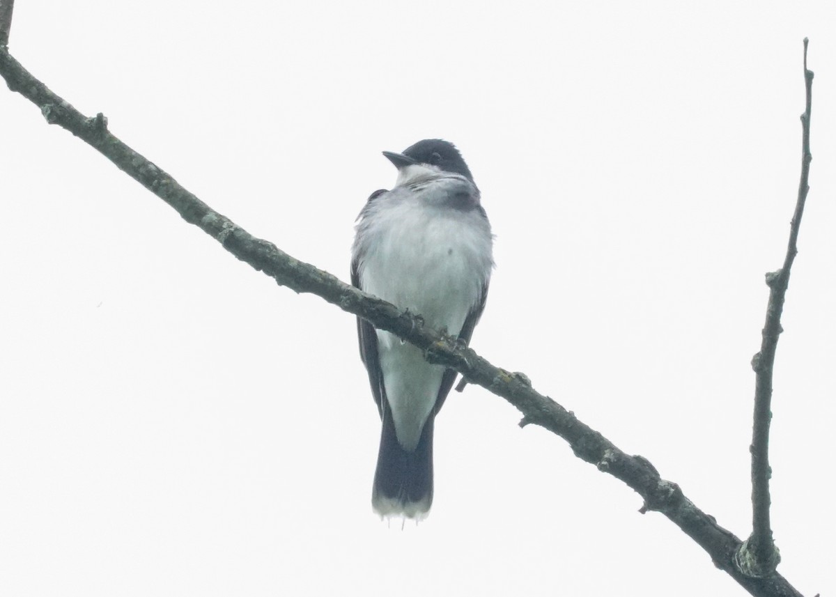 Eastern Kingbird - Shawn Pfautsch