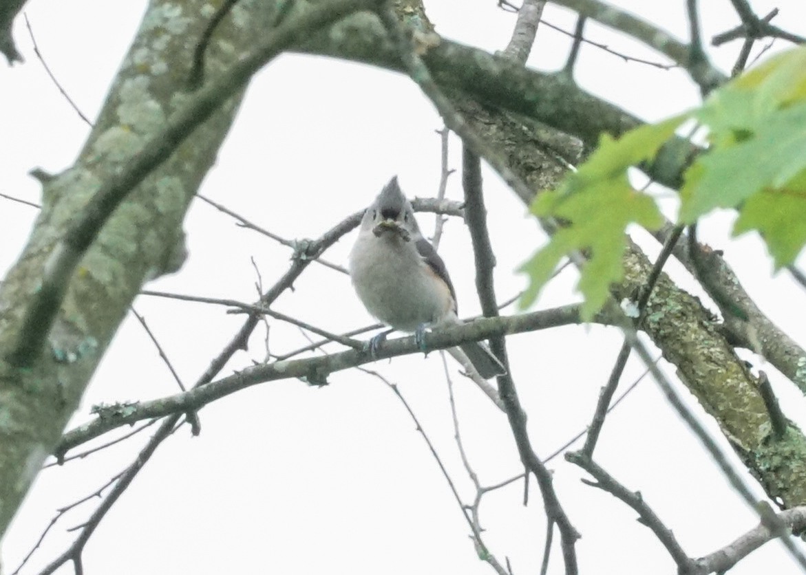 Tufted Titmouse - Shawn Pfautsch