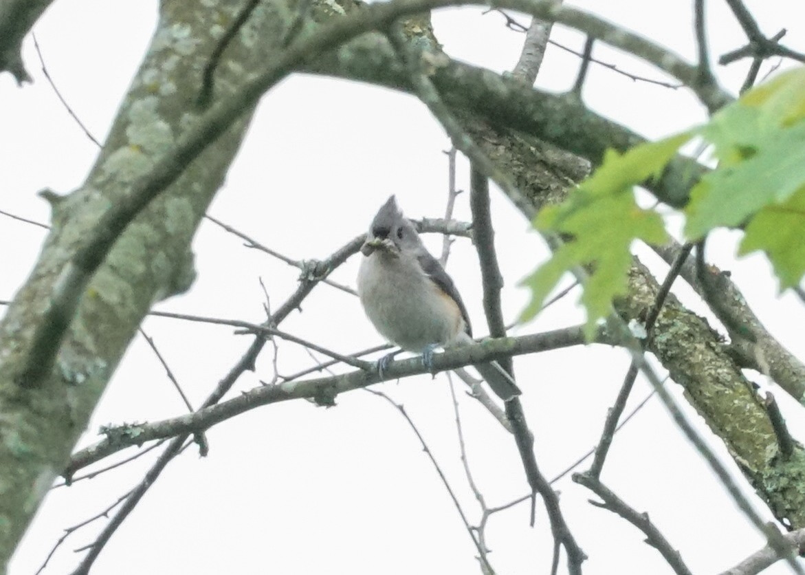 Tufted Titmouse - Shawn Pfautsch