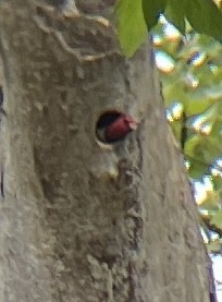 Red-headed Woodpecker - Ryan Salsman