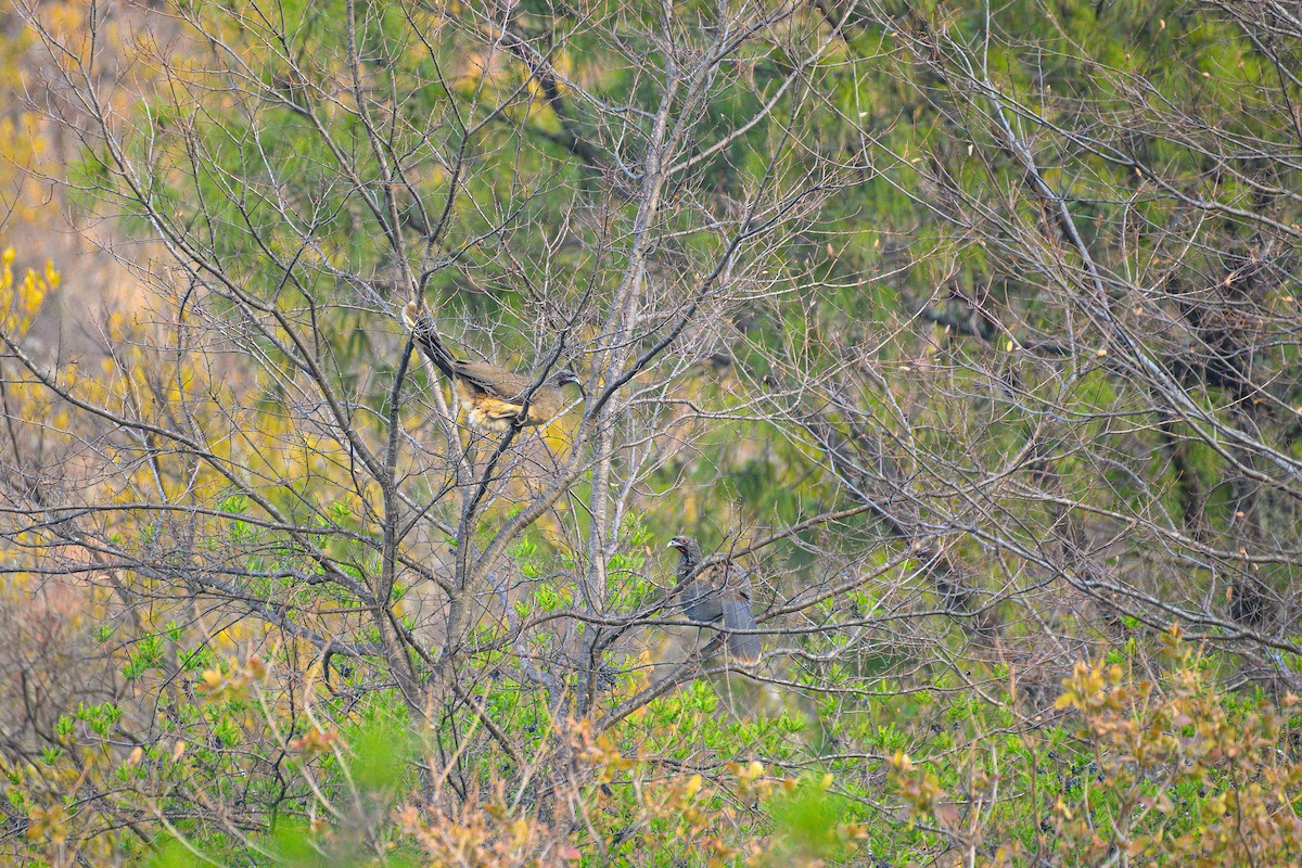 Chachalaca Pechigrís - ML619359629