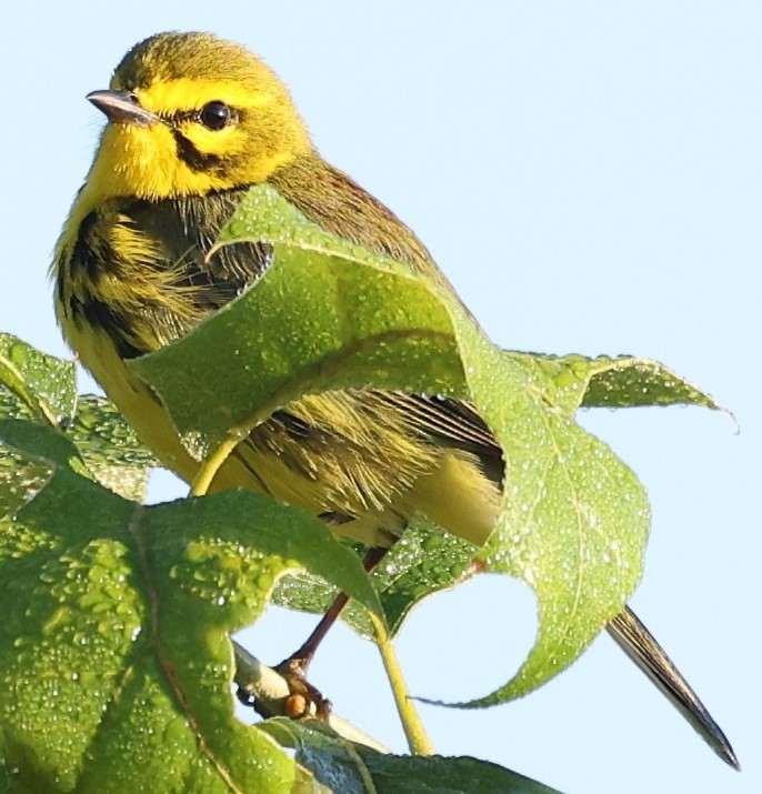 Prairie Warbler - Duane Yarbrough