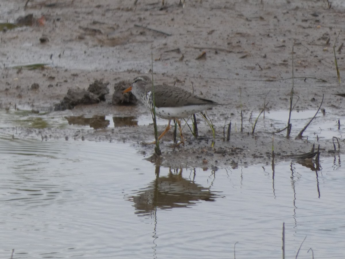 Spotted Sandpiper - Cris A