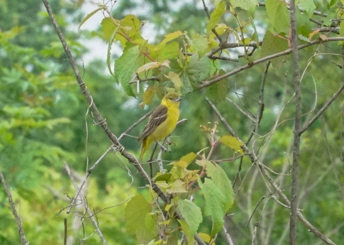 Orchard Oriole - Shawn Pfautsch