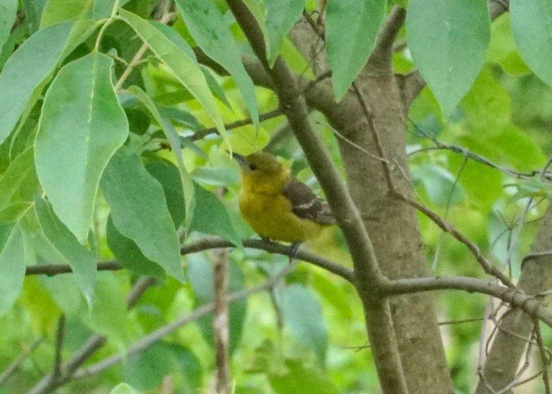 Orchard Oriole - Shawn Pfautsch